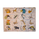 MDI school map birds and batracians