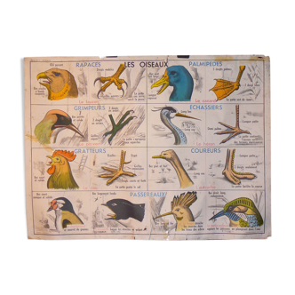 Carte scolaire MDI les oiseaux et les batraciens