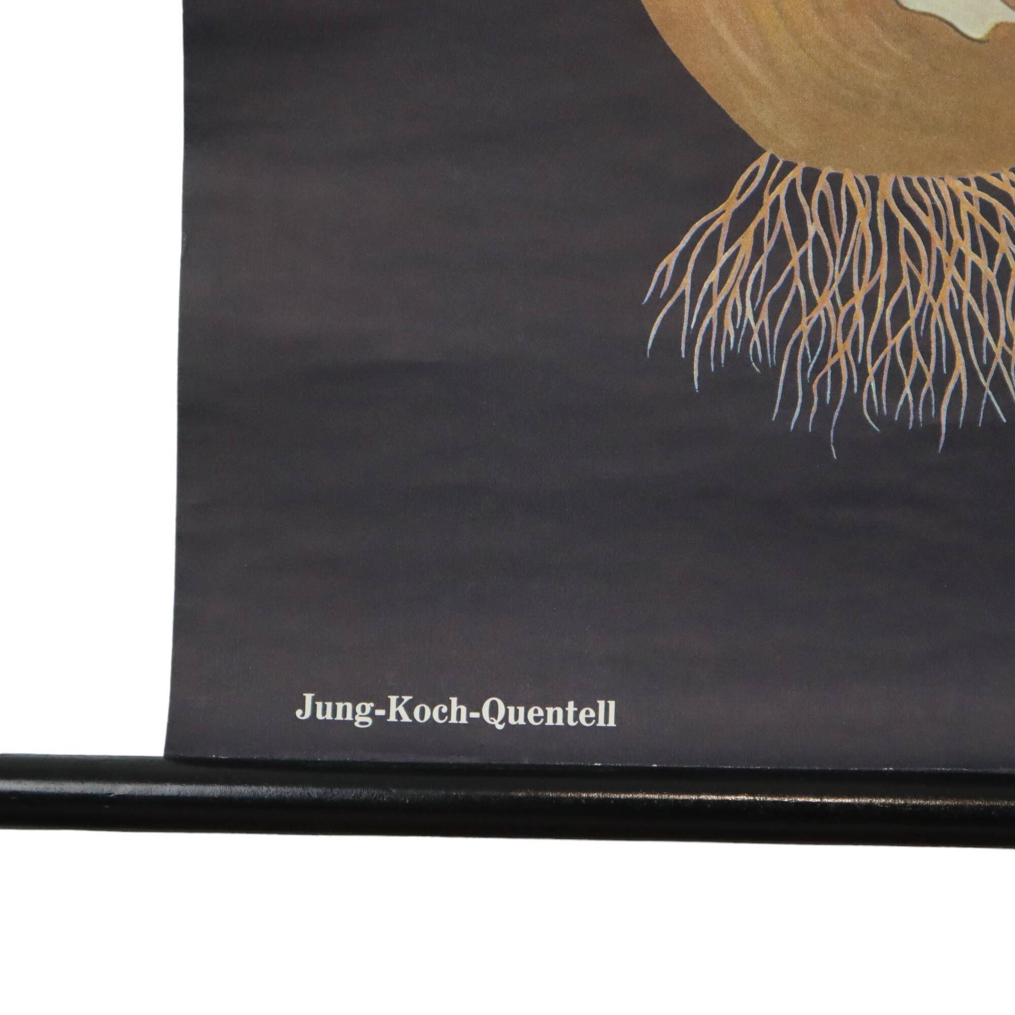 Large Vintage School Card Tulip Flowers Jung Koch Quentell 117cm