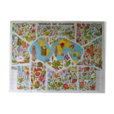 Poster map of the flowers of the world