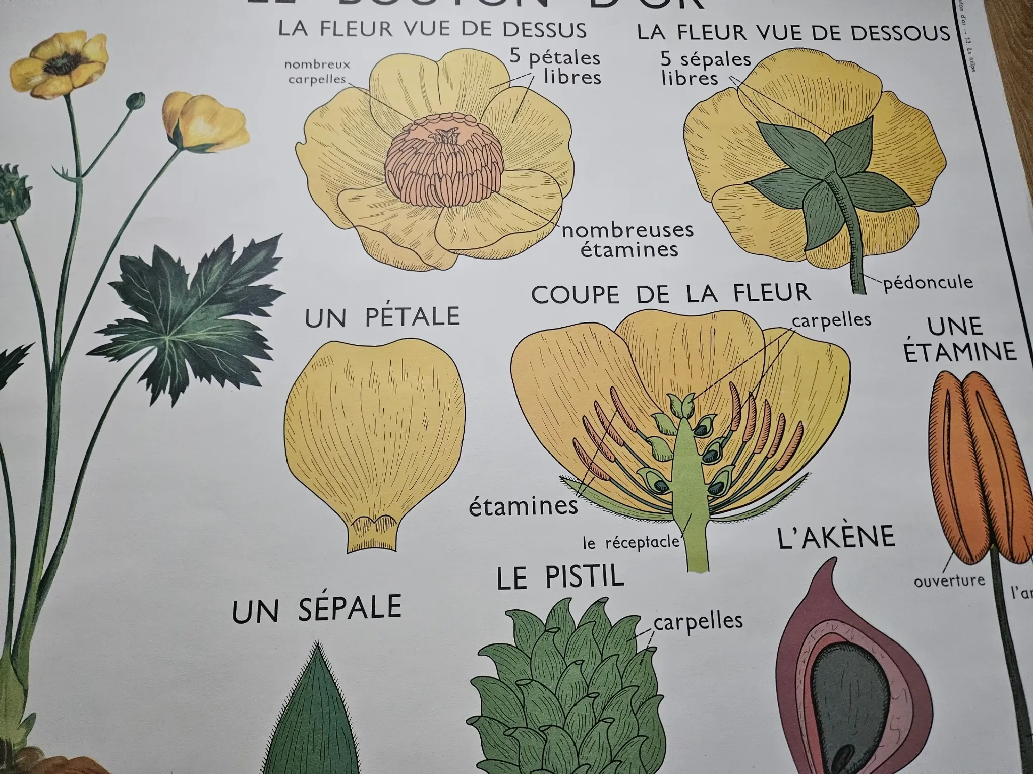 Large school poster The Buttercup and The Tulip Rossignol Editions