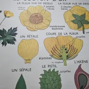 Large school poster The Buttercup and The Tulip Rossignol Editions