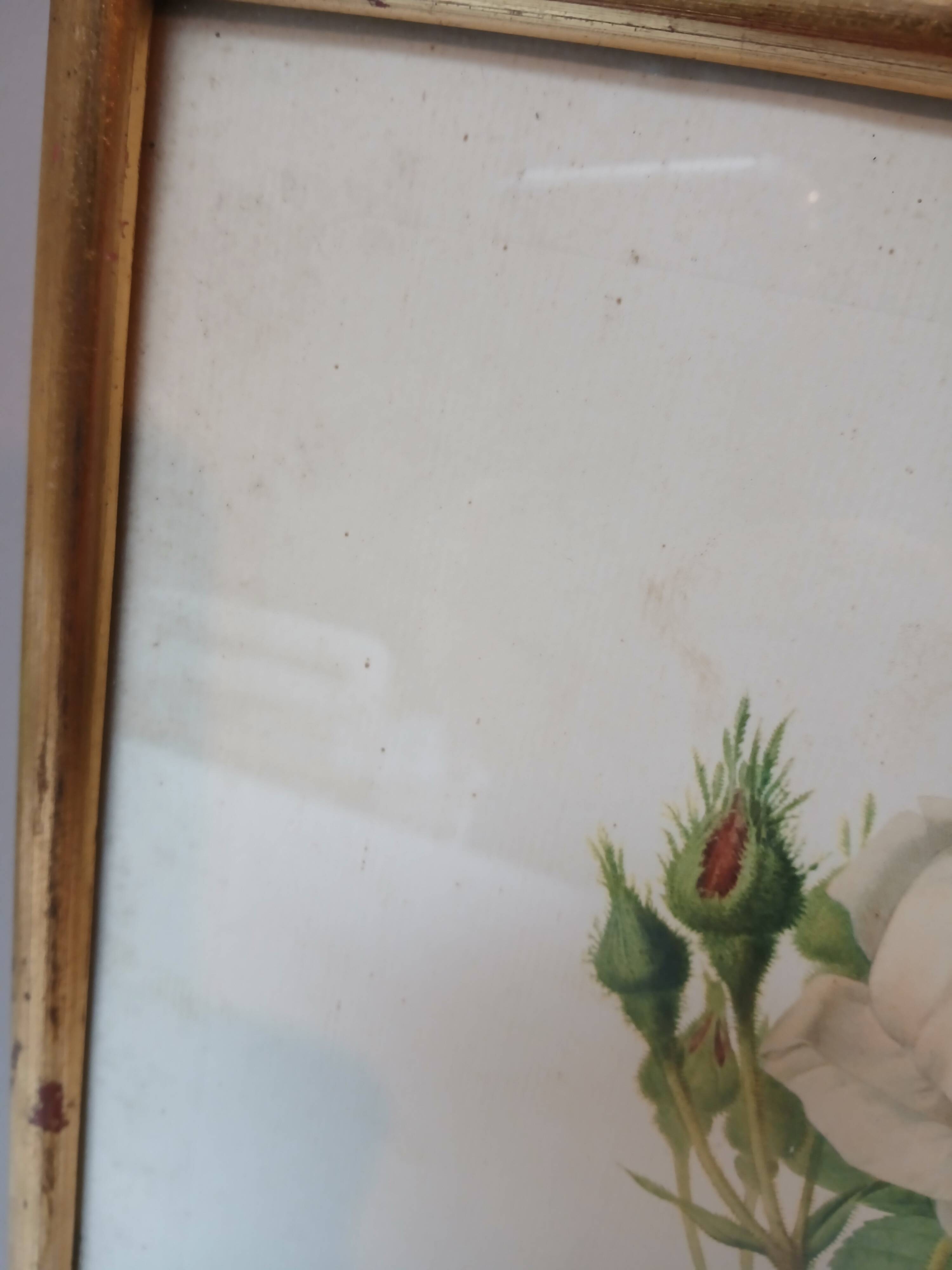Antique frame of double-flowered mossy rose bush by PJ REDOUTÉ