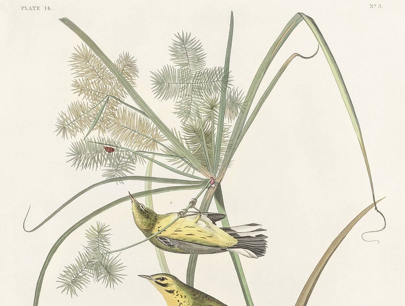 Poster about the Meadow Warbler, after an old engraving from 1827.