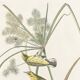 Poster about the Meadow Warbler, after an old engraving from 1827.