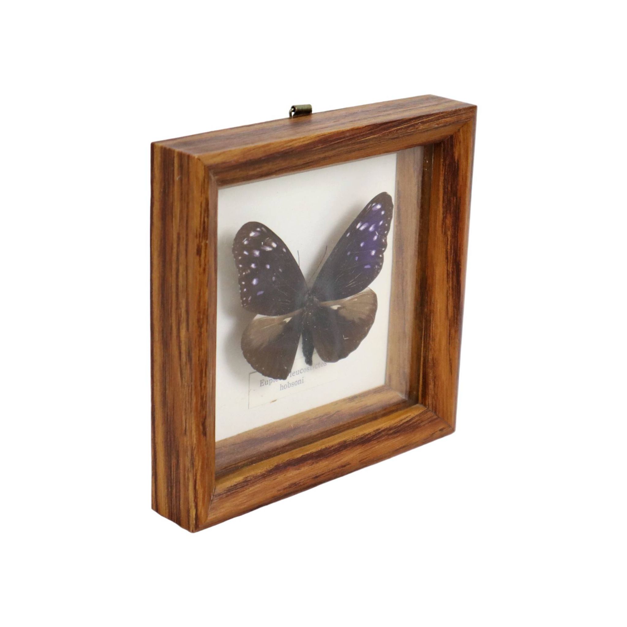 Framed Tropical Butterfly Gold Frame Asia Taxidermy 15cm