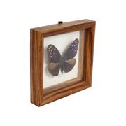 Framed Tropical Butterfly Gold Frame Asia Taxidermy 15cm