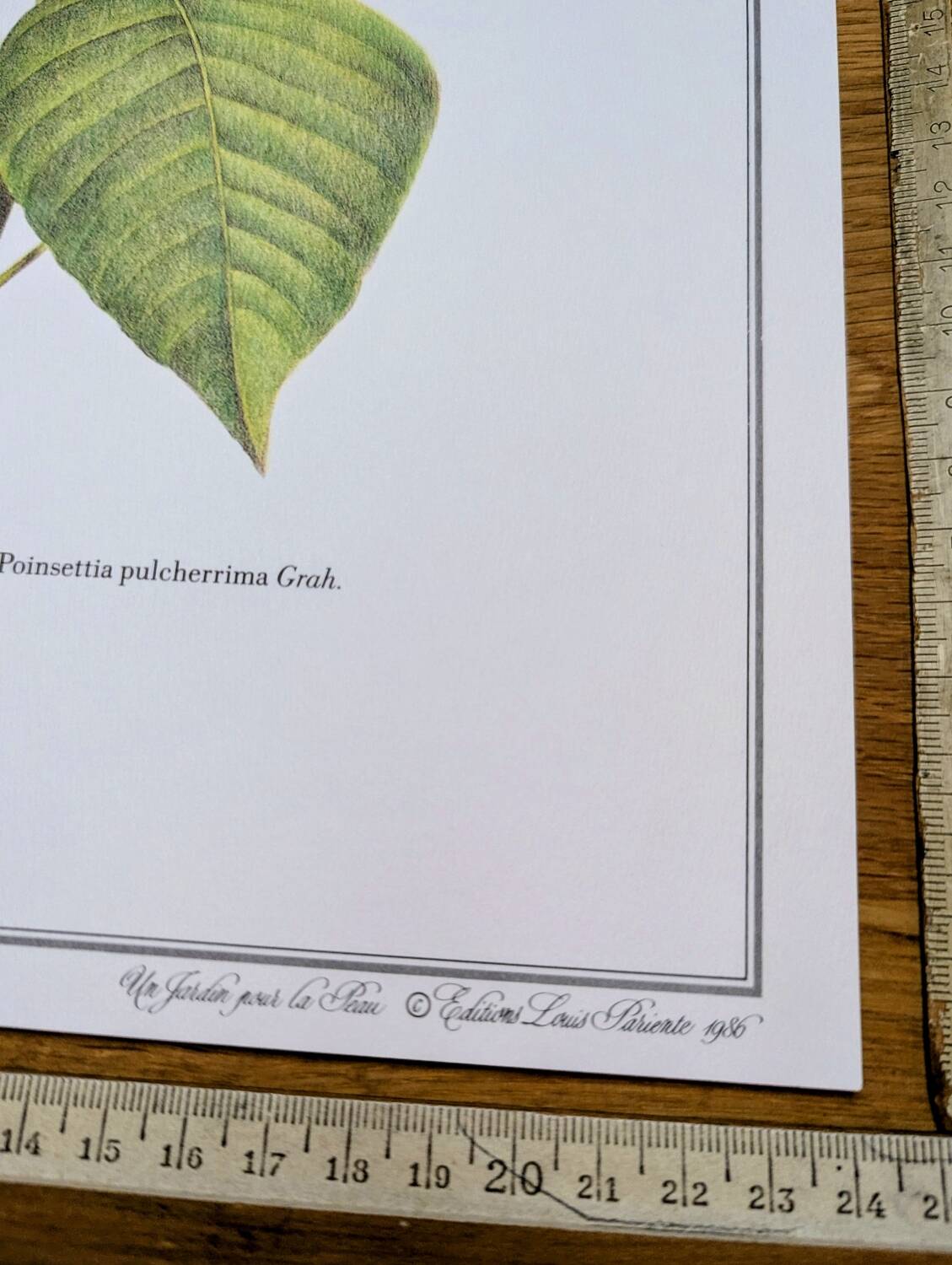 Printed in 1986, the Christmas star. Vintage botanical print.