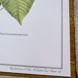 Printed in 1986, the Christmas star. Vintage botanical print.