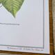Printed in 1986, the Christmas star. Vintage botanical print.