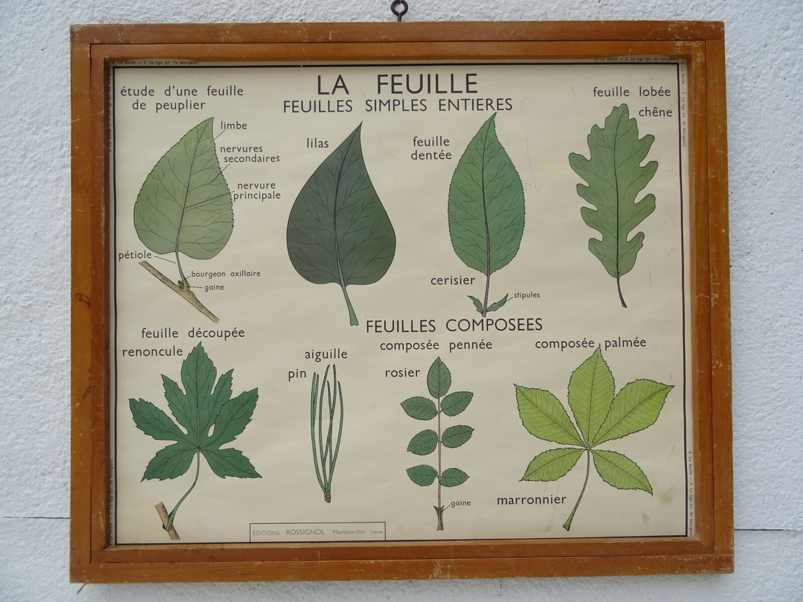 Set of 10 Rossignol posters on plants with frame
