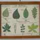 Set of 10 Rossignol posters on plants with frame