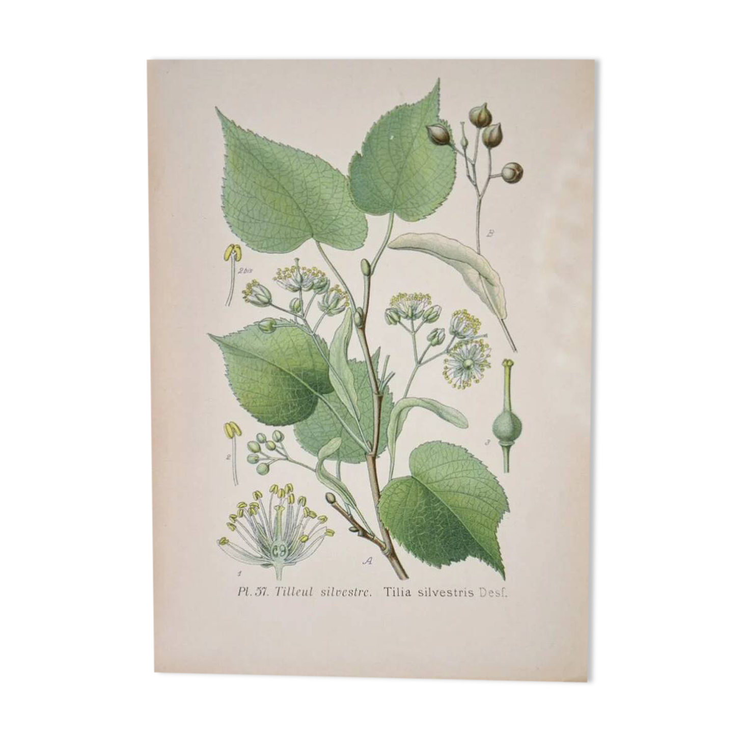 Botanical plates of Lime Tree