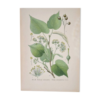 Botanical plates of Lime Tree