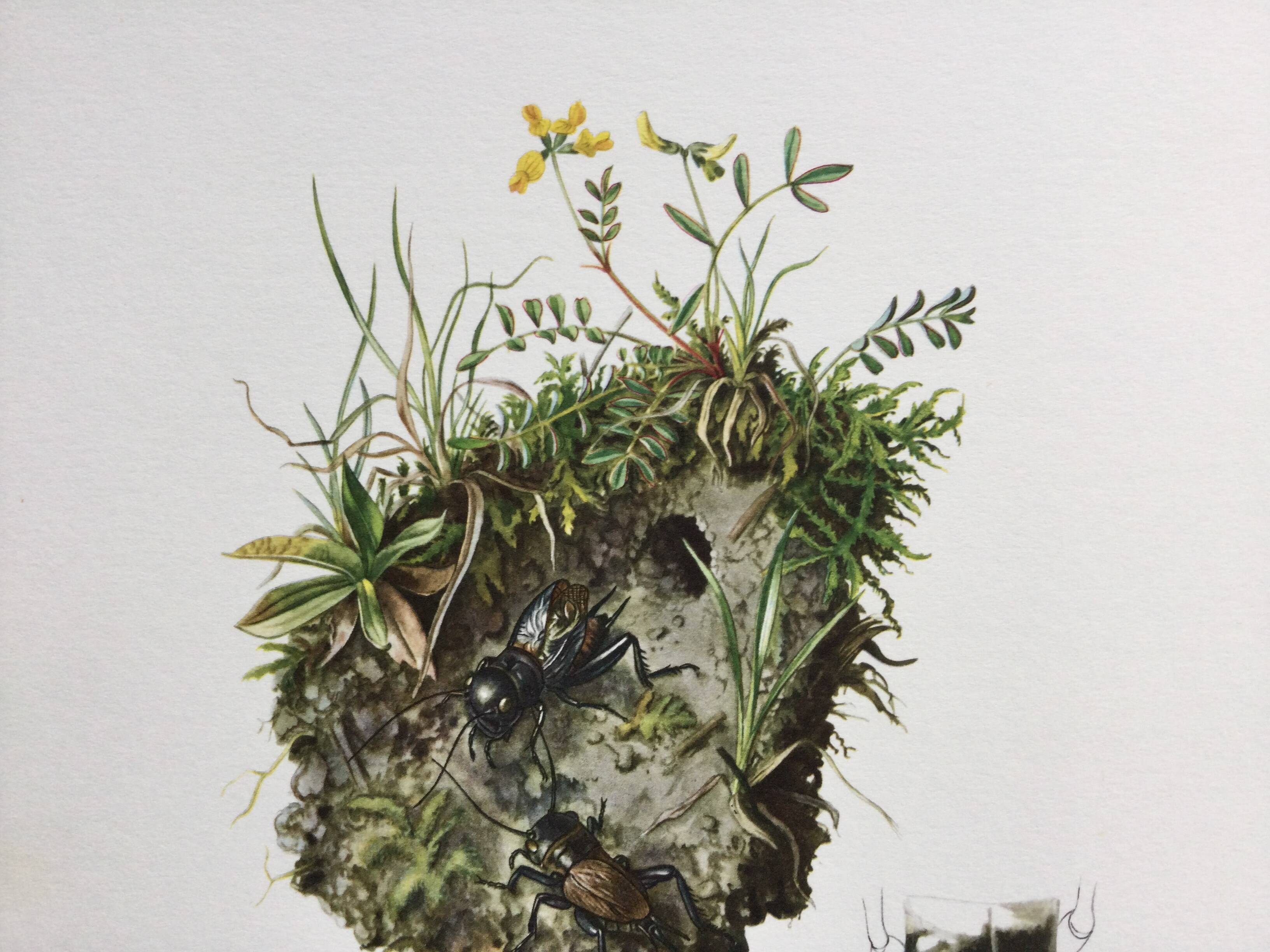 Antique illustration "insects", 1960s