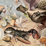 Lithograph engraving on oceanography of 1928