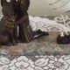 French Art Deco Table Lamp – Kneeling Girl with Dog & Clichy Glass Shade