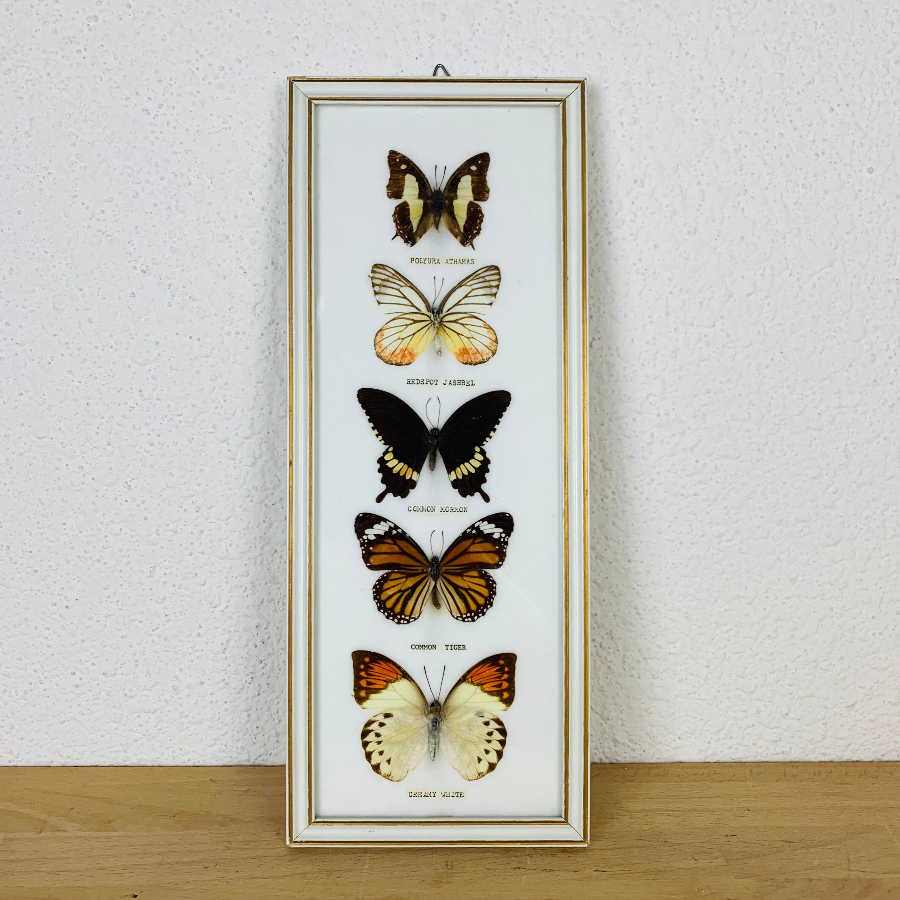 Vintage naturalized butterfly frame 38 x 15 cm
