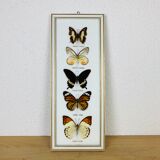 Vintage naturalized butterfly frame 38 x 15 cm