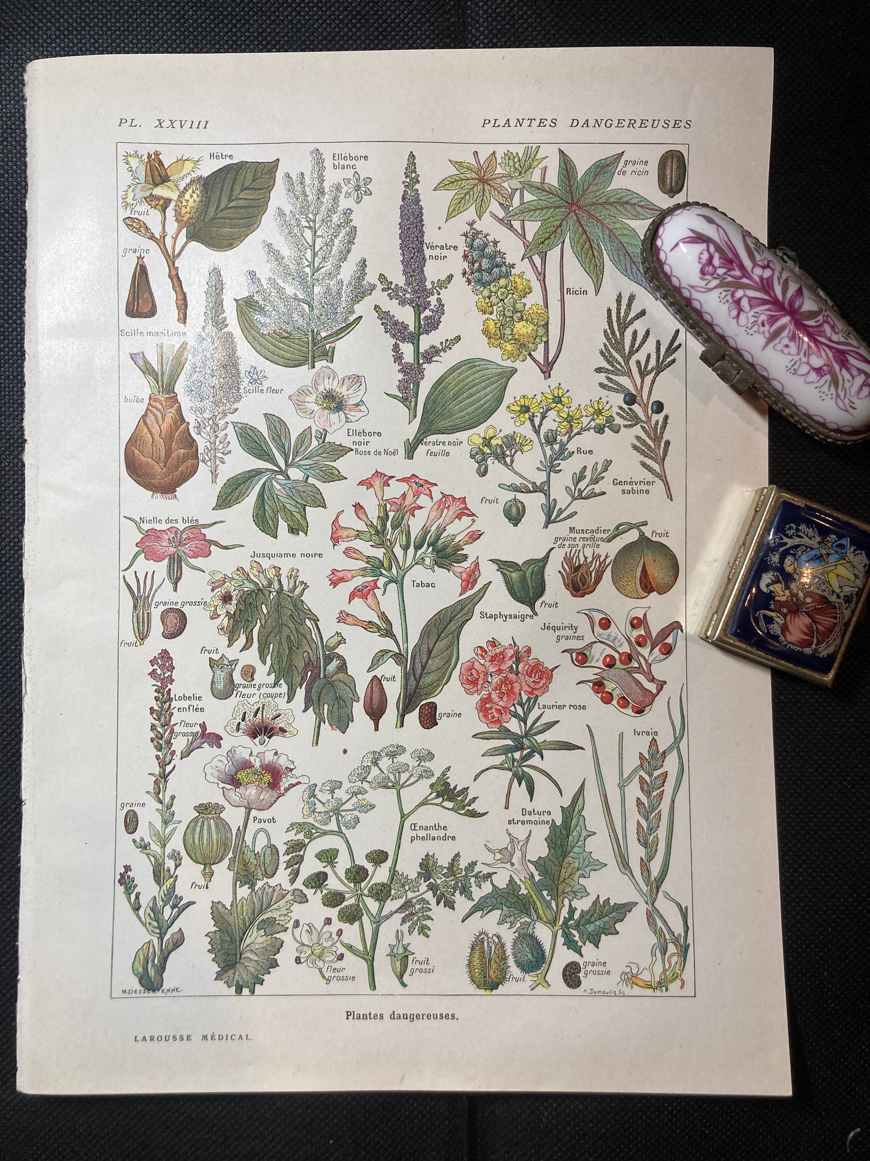Lithograph on dangerous plants from 1920 "poppy"