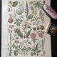 Lithograph on dangerous plants from 1920 "poppy"