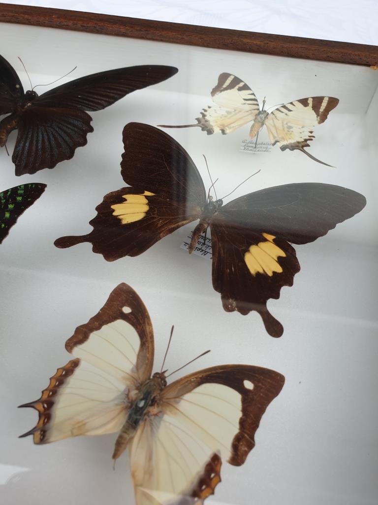 Showcase frame 8 butterflies of the world naturalized vintage 1970's