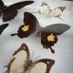 Showcase frame 8 butterflies of the world naturalized vintage 1970's