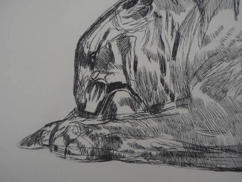 Paul Jouve: Tiger on its prey, original engraving