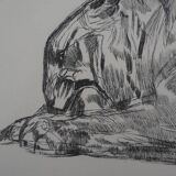 Paul Jouve: Tiger on its prey, original engraving