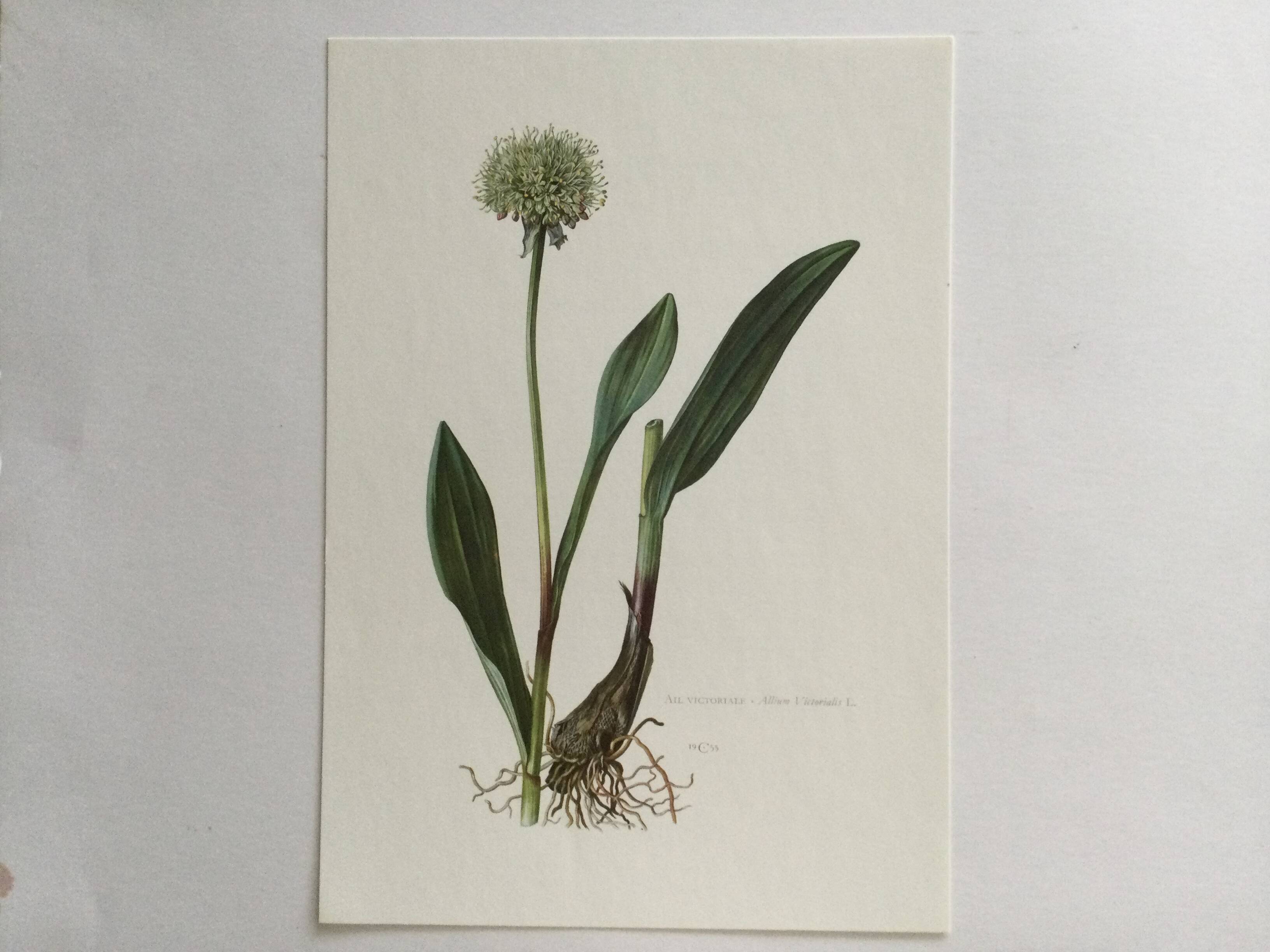 Victorian Garlic Flower Botanical Poster