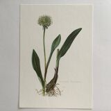 Victorian Garlic Flower Botanical Poster