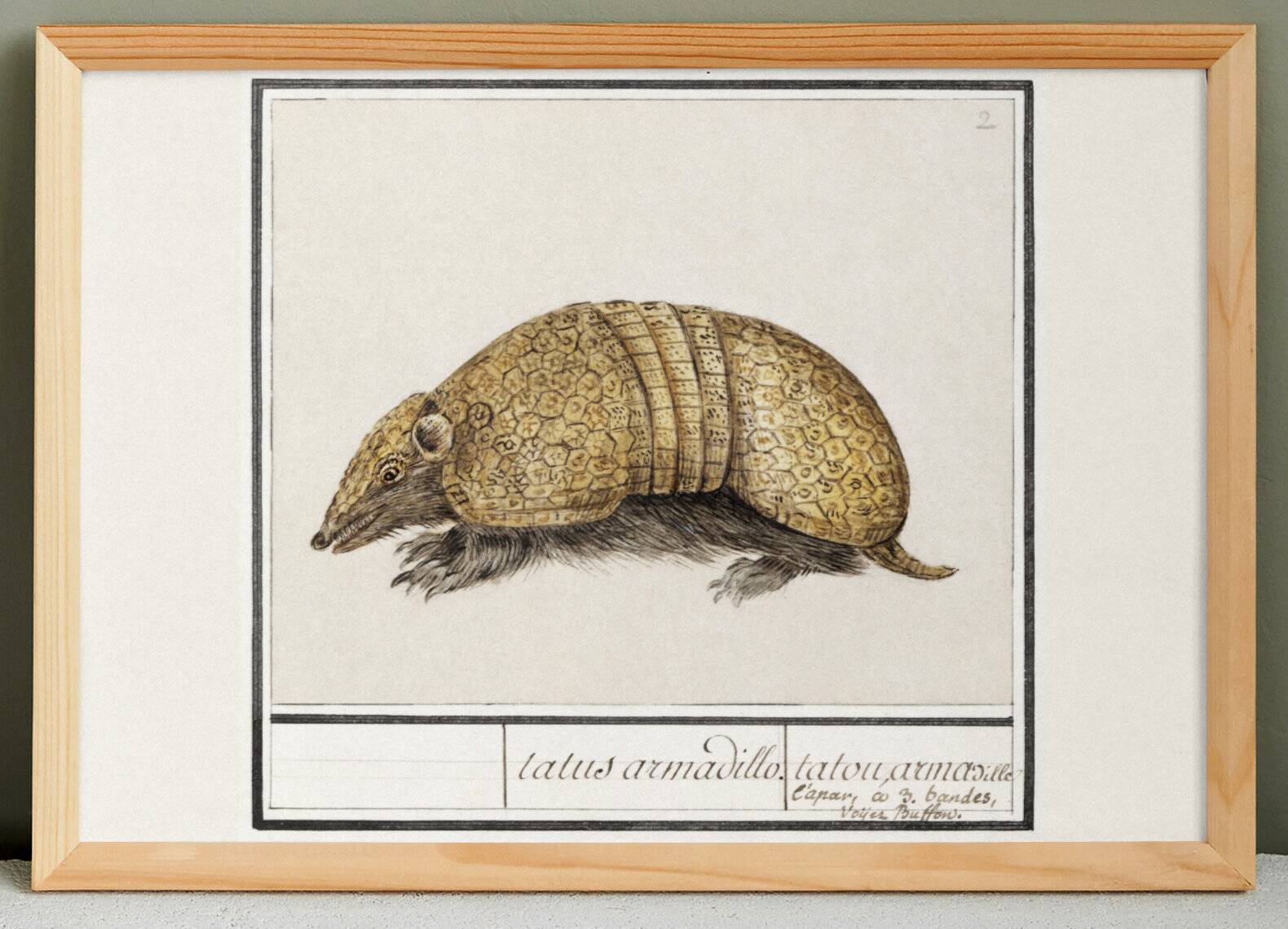 Small poster about the armadillo, after an old engraving from 1610.