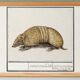 Small poster about the armadillo, after an old engraving from 1610.