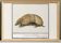 Small poster about the armadillo, after an old engraving from 1610.