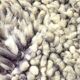 Thick vintage Berber rug, 100% handwoven sheep wool.
