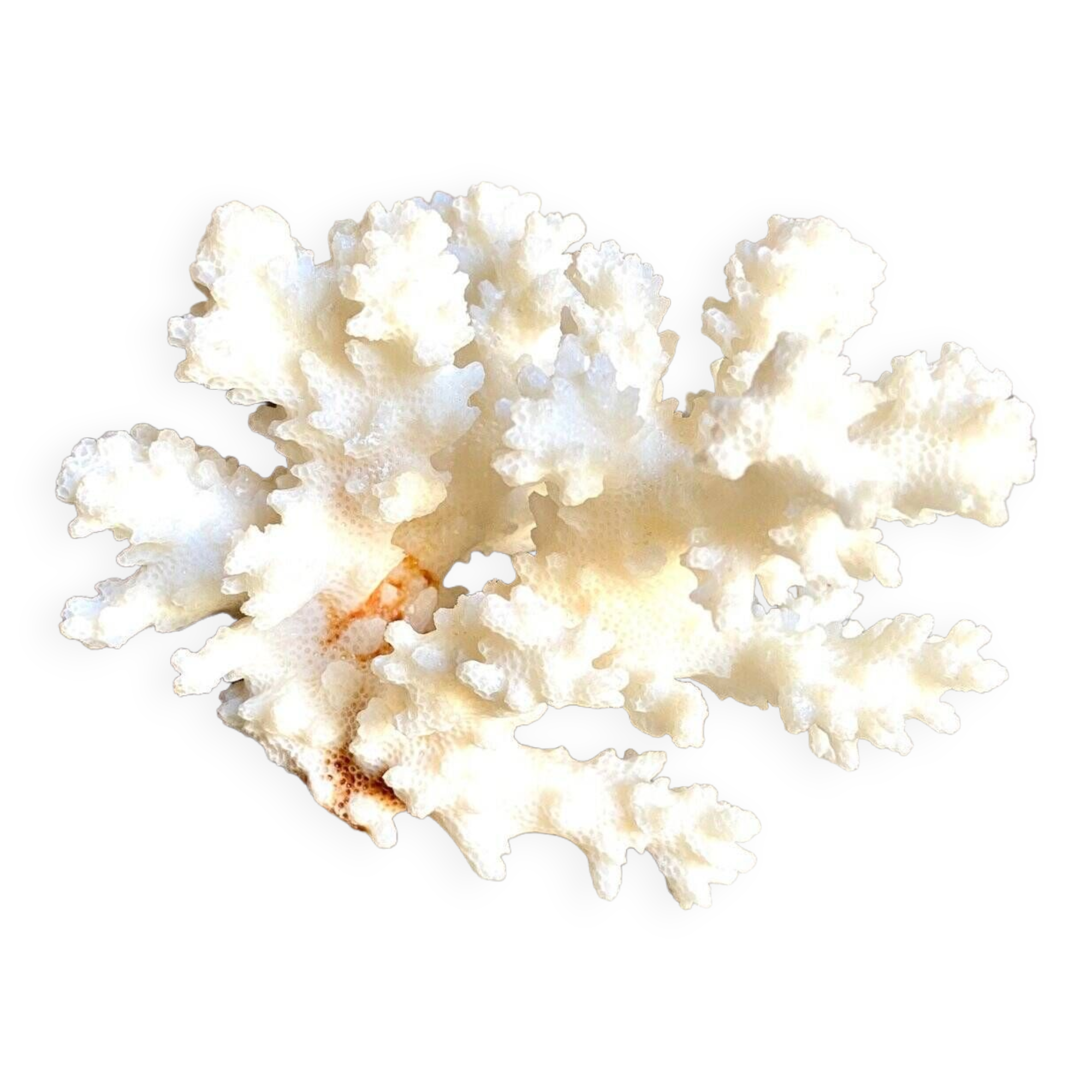 Acropora, corail blanc