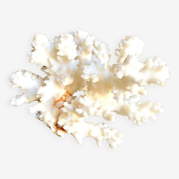 Acropora, white coral