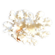 Acropora, corail blanc