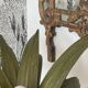 Lamp palm wood and rope