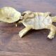 Brass turtle ashtray