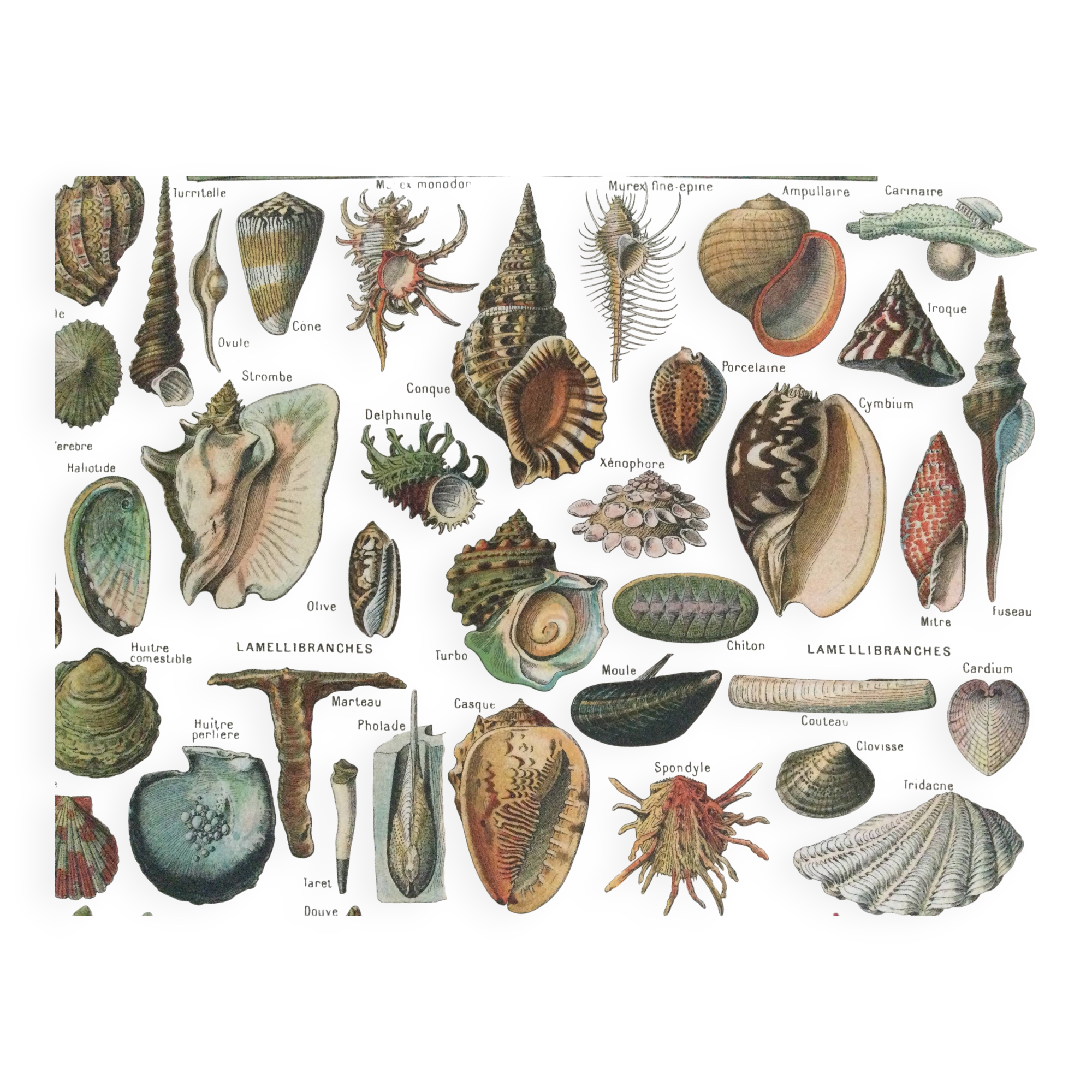 Old engraving 1897 - Molluscs Shells - botanical plate