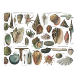 Old engraving 1897 - Molluscs Shells - botanical plate