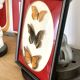 Naturalized Butterfly border of Brazil