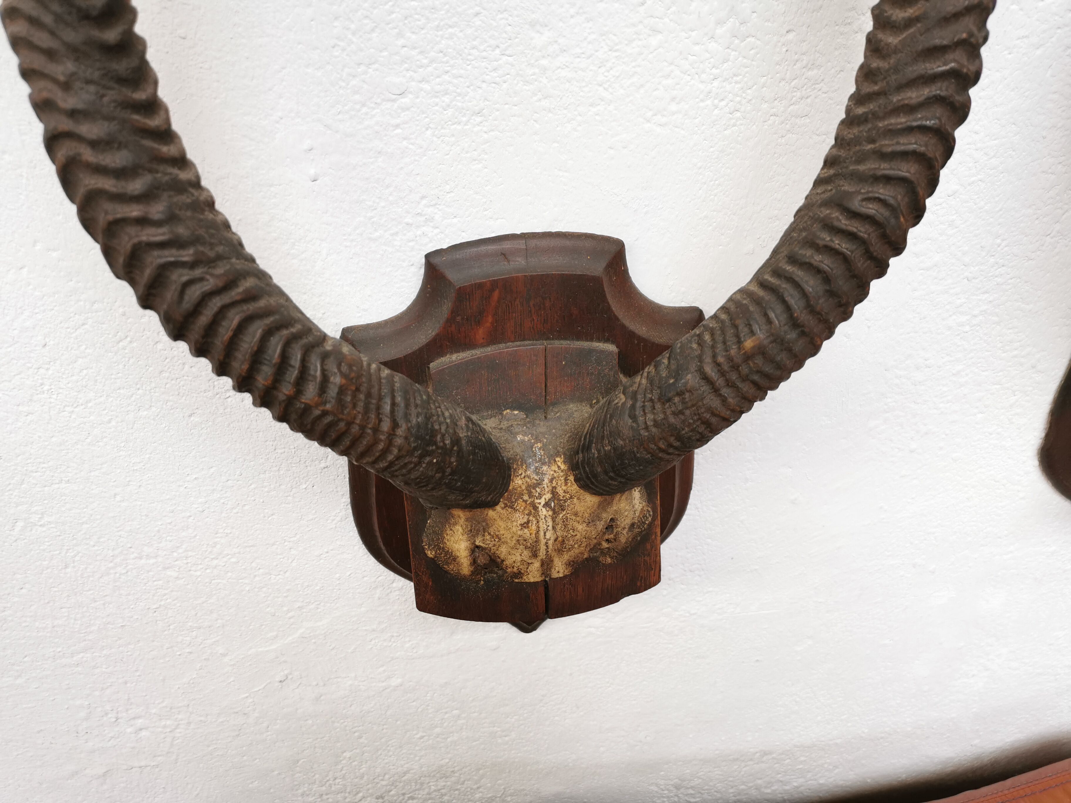 Pair of hunting trophy horn oryx antelope