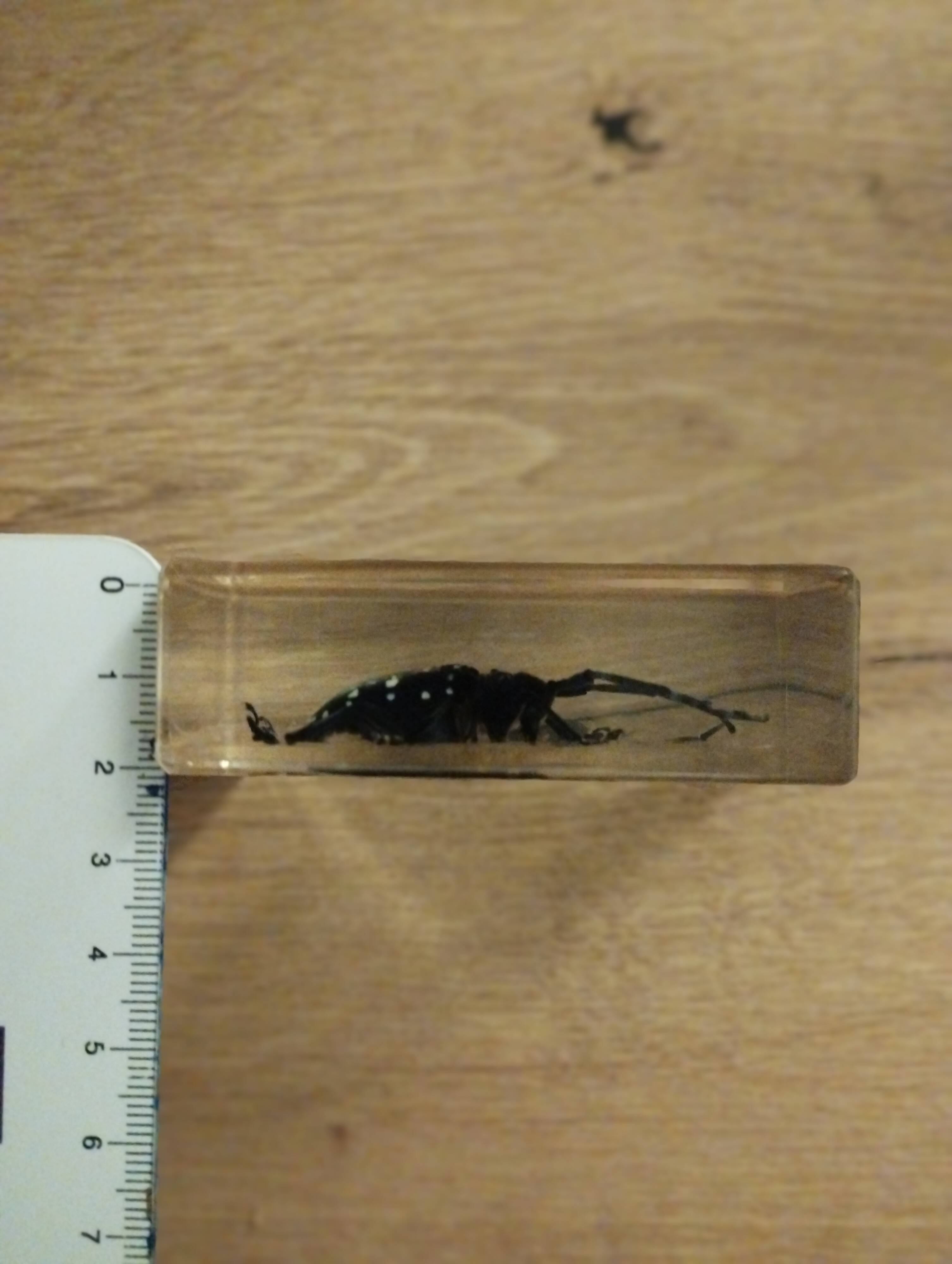 Insecte en bloc résine