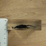 Resin block insect