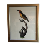 Ornithological board