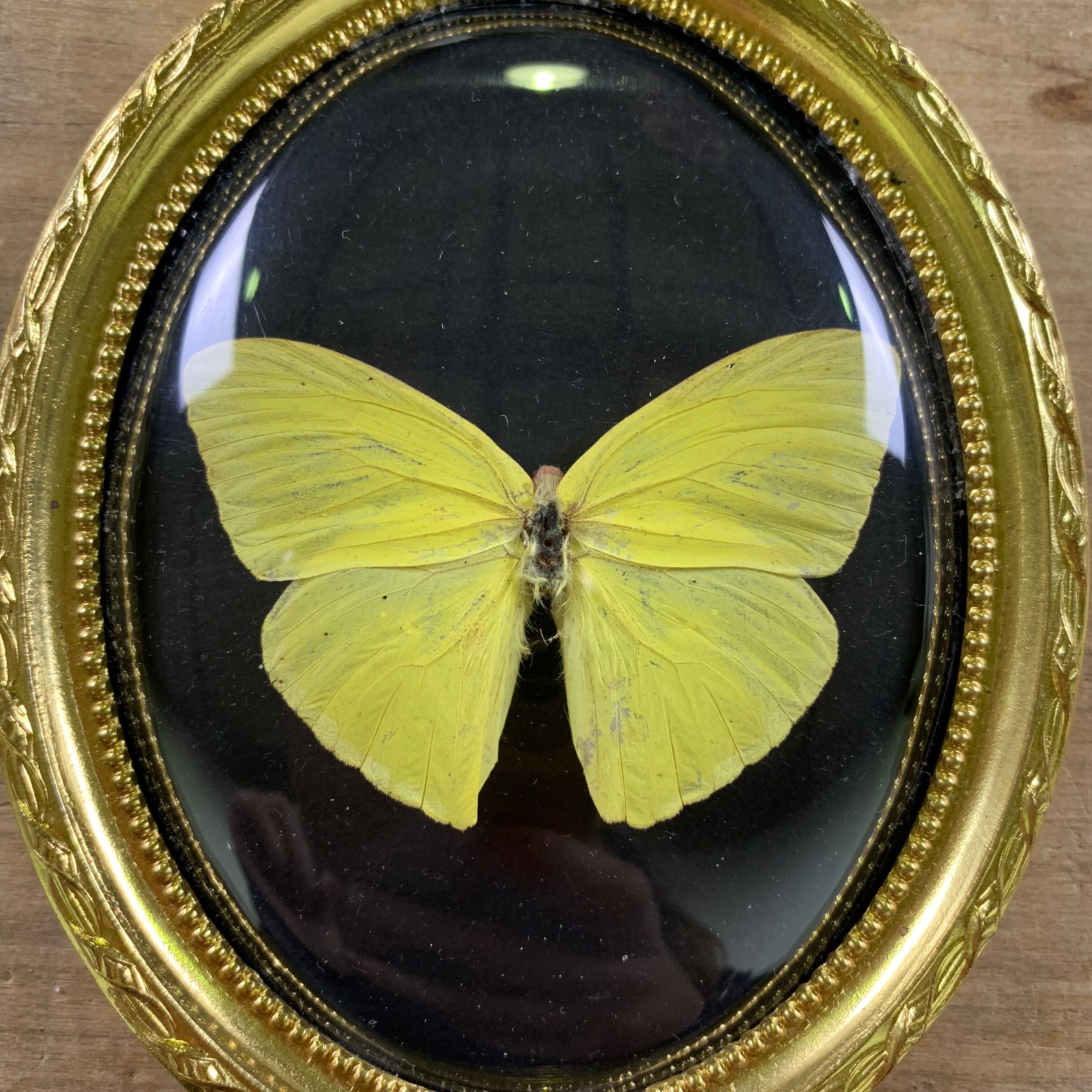 Butterfly under curved frame