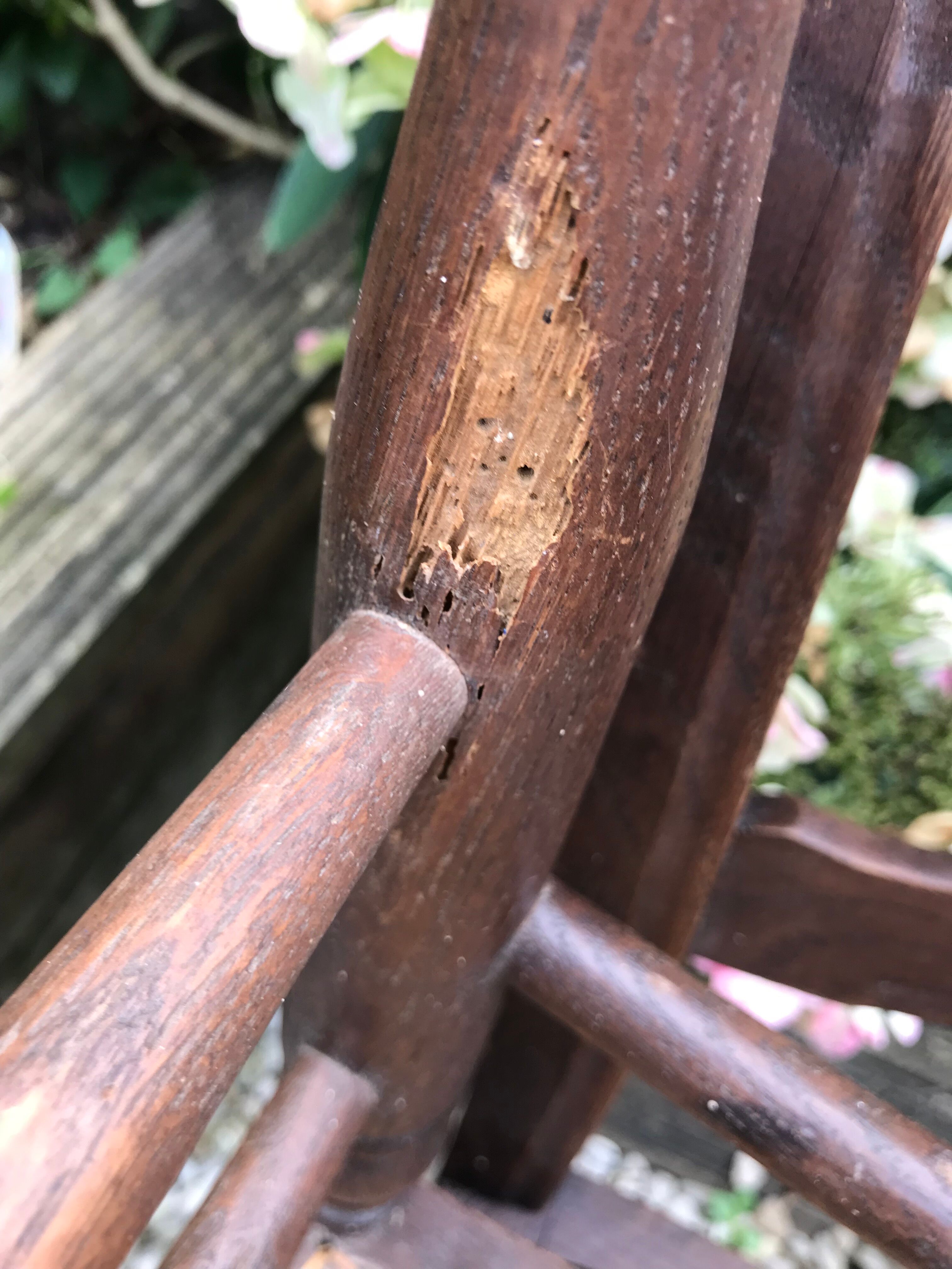 Four chairs during the Napoleon III era