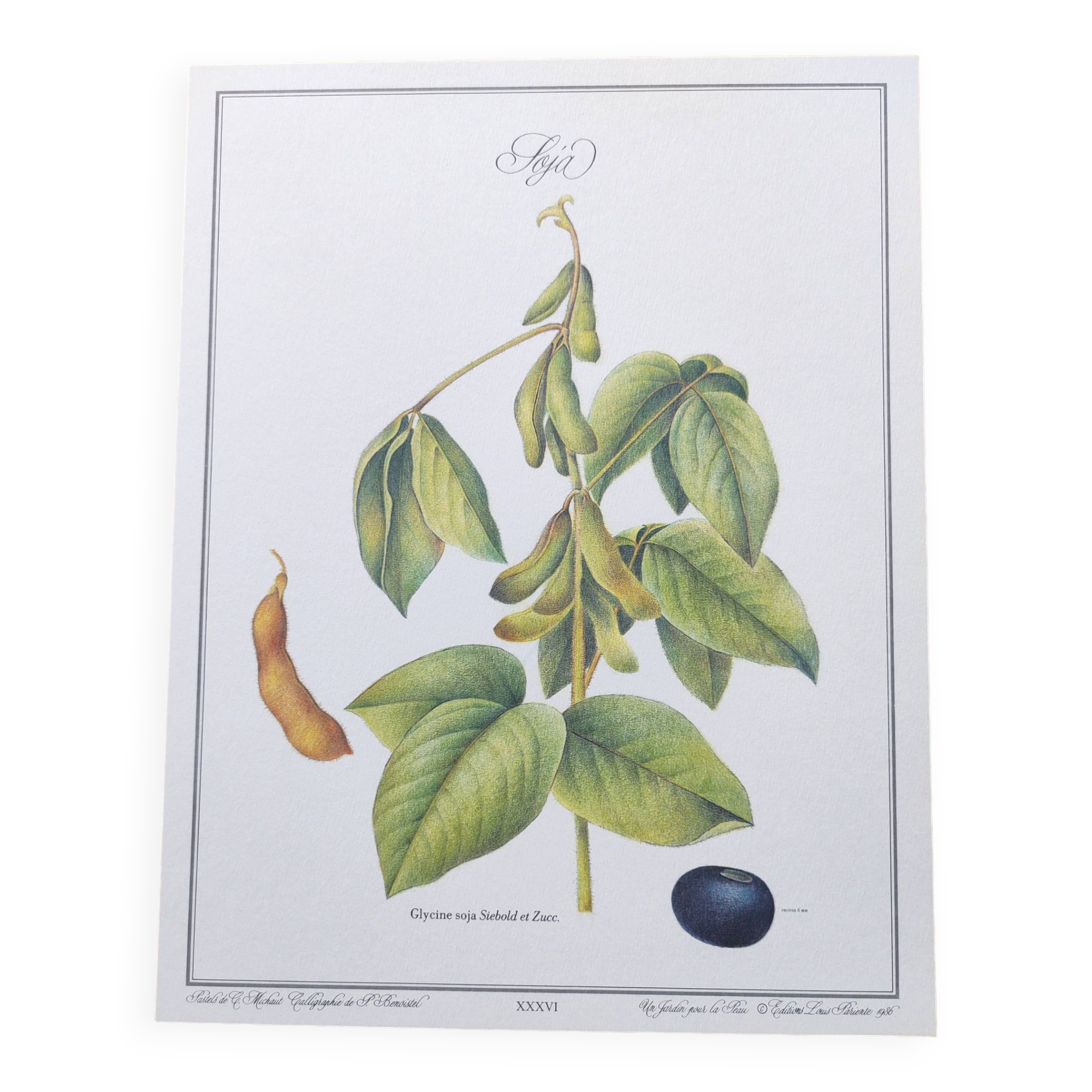Botanical illustration -Soybean- Engraving of medicinal plants and flowers. Pastels by C. Michaut